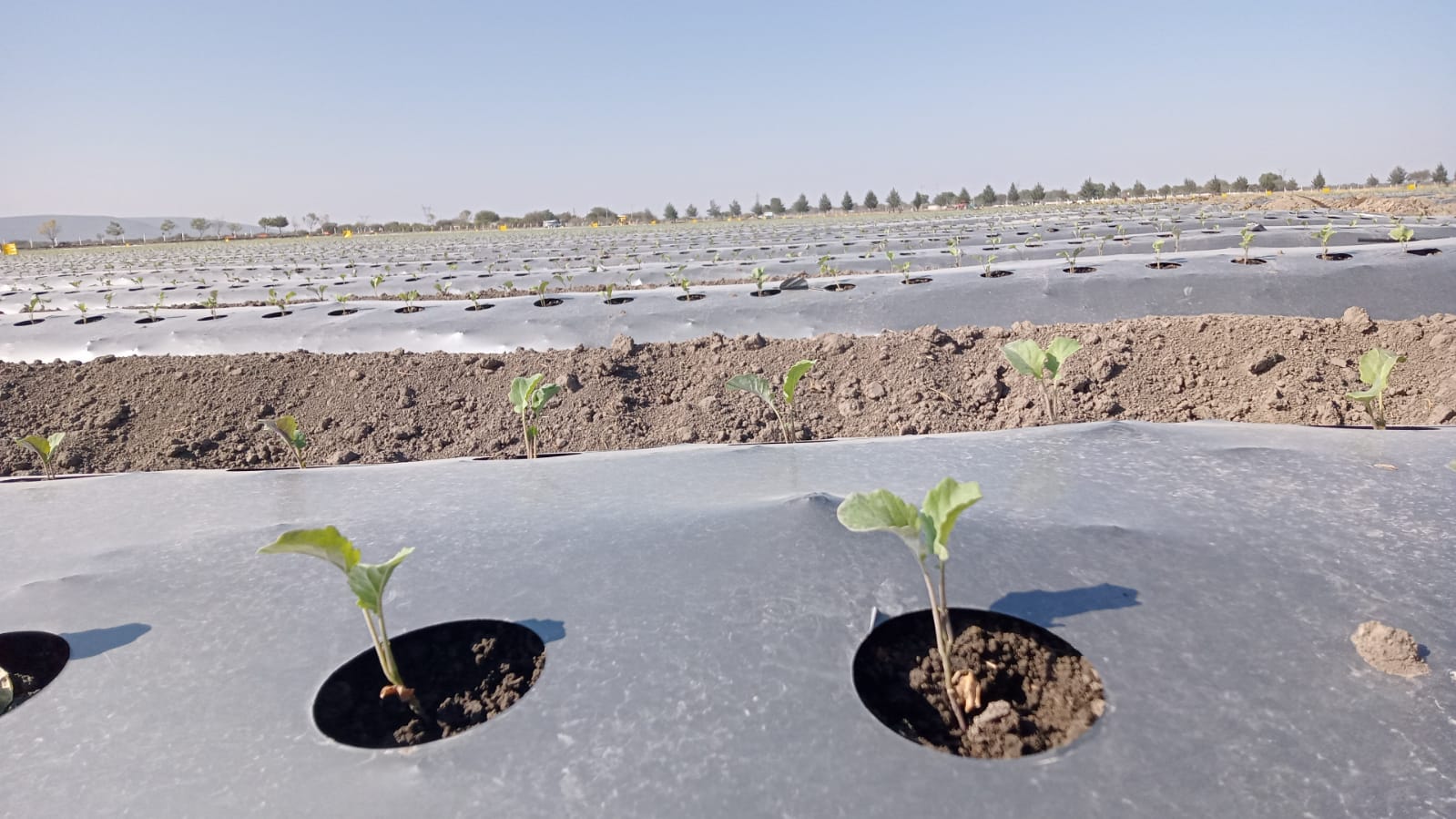 Planting