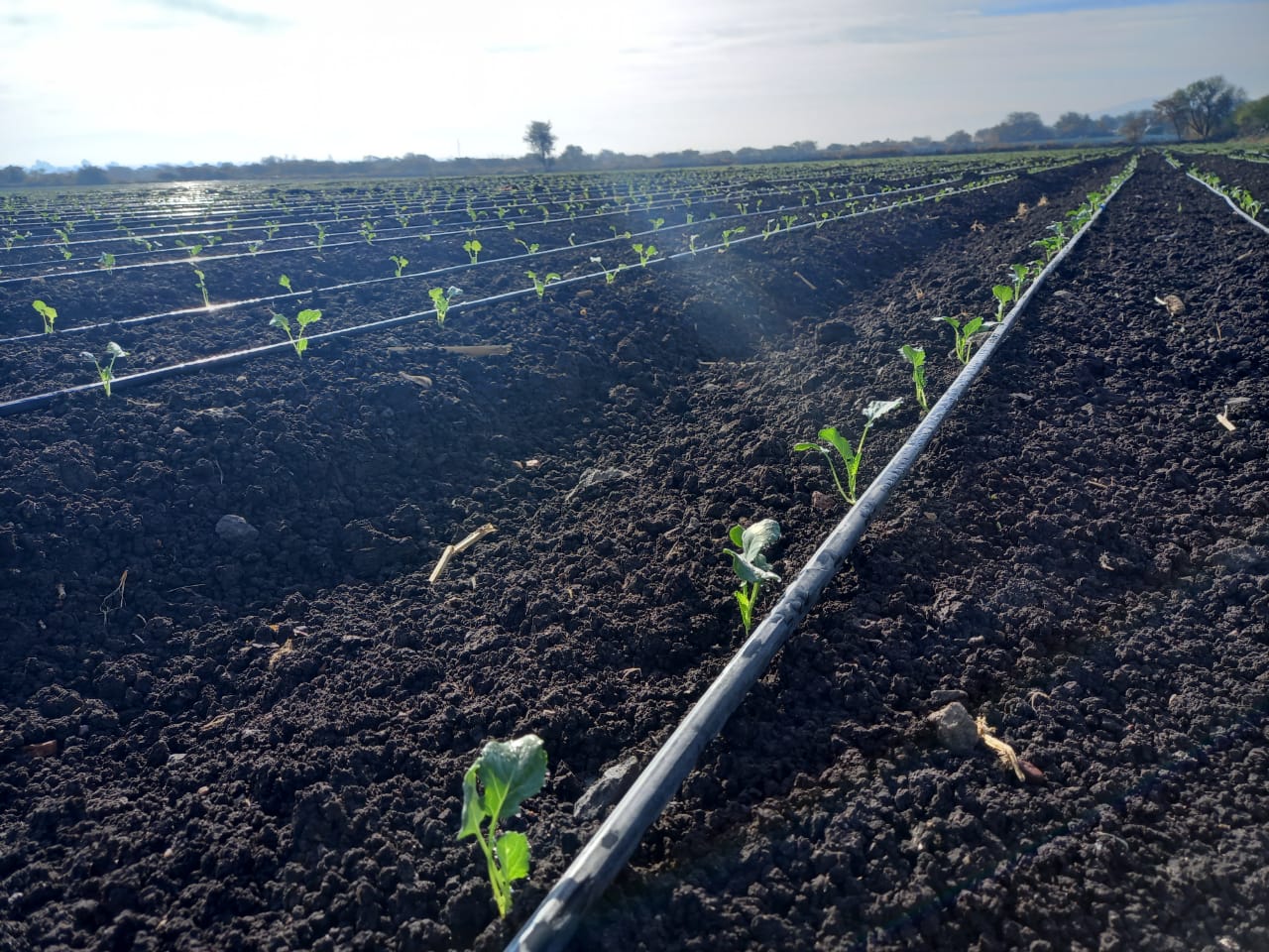 Planting