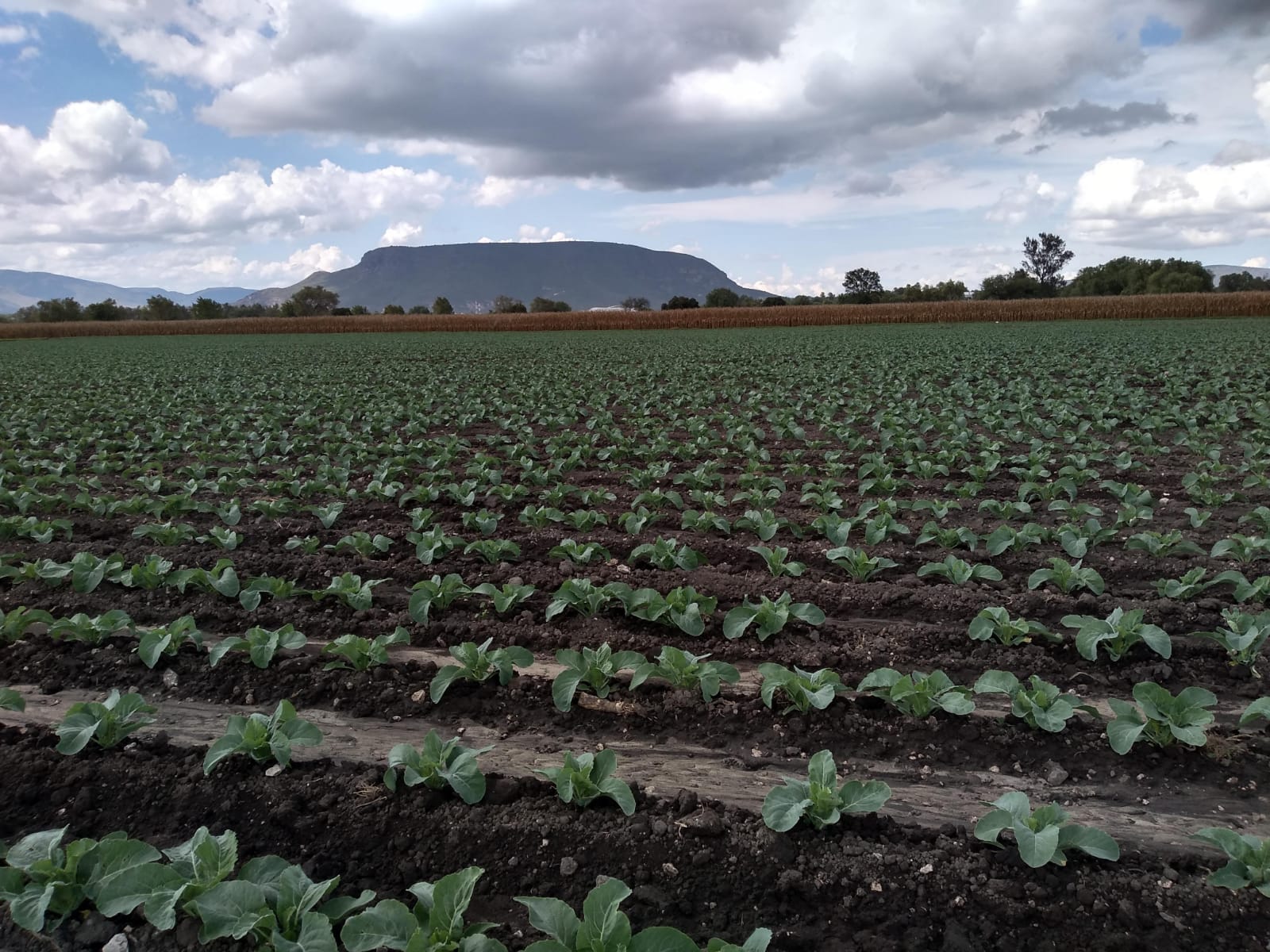 Agricultural Production