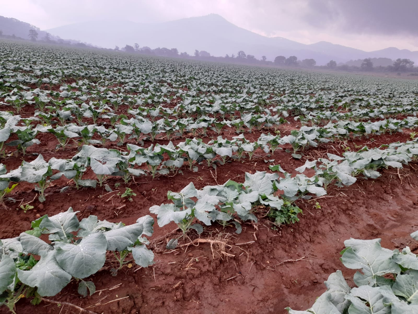 Agricultural Production