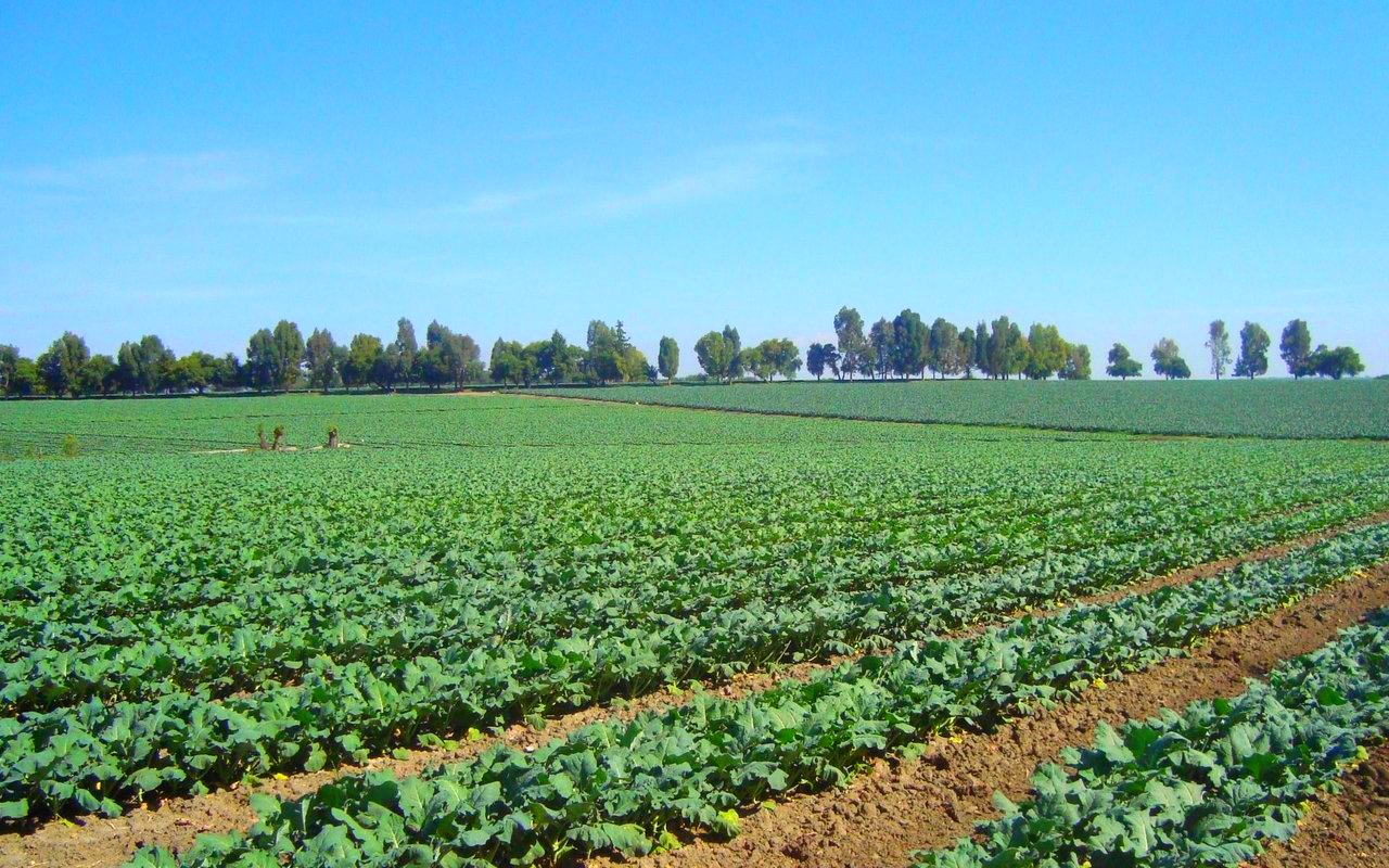 Agricultural Production
