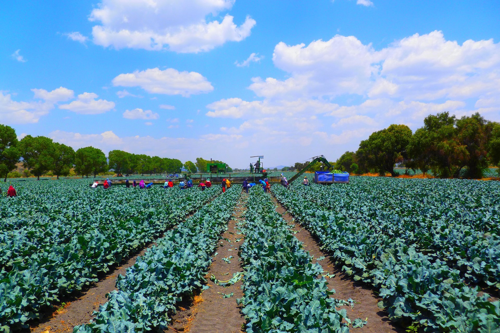 Harvest